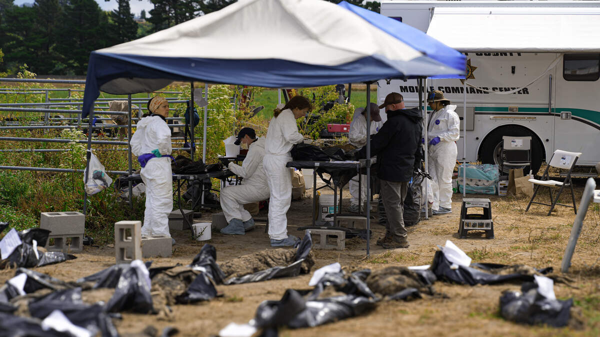 Investigators excavated the remains of more than 100 dogs at Miranda’s Rescue on June 23, 2026. The whistleblower who helped trigger the investigation is now asking California’s attorney general to intervene and remove the dogs still at the rescue. Investigators excavated the remains of more than 100 dogs at Miranda’s Rescue on June 23, 2026. The whistleblower who helped trigger the investigation is now asking California’s attorney general to intervene and remove the dogs still at the rescue.